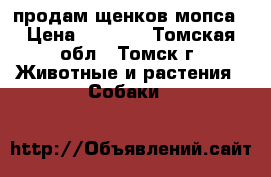 продам щенков мопса › Цена ­ 8 000 - Томская обл., Томск г. Животные и растения » Собаки   